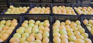 Абрикосы из Армении в Польшу: новый экспортный маршрут через Абовян и Котайк