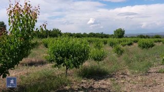Фермеры Абовяна и Котайка могут получить кредиты до 2 млн драмов под 0% по новой госпрограмме